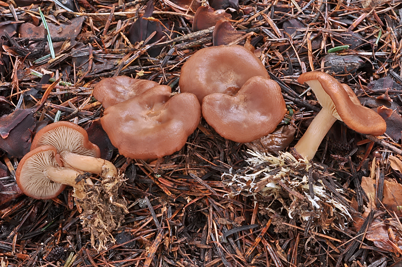 Rhizocybe vermicularis