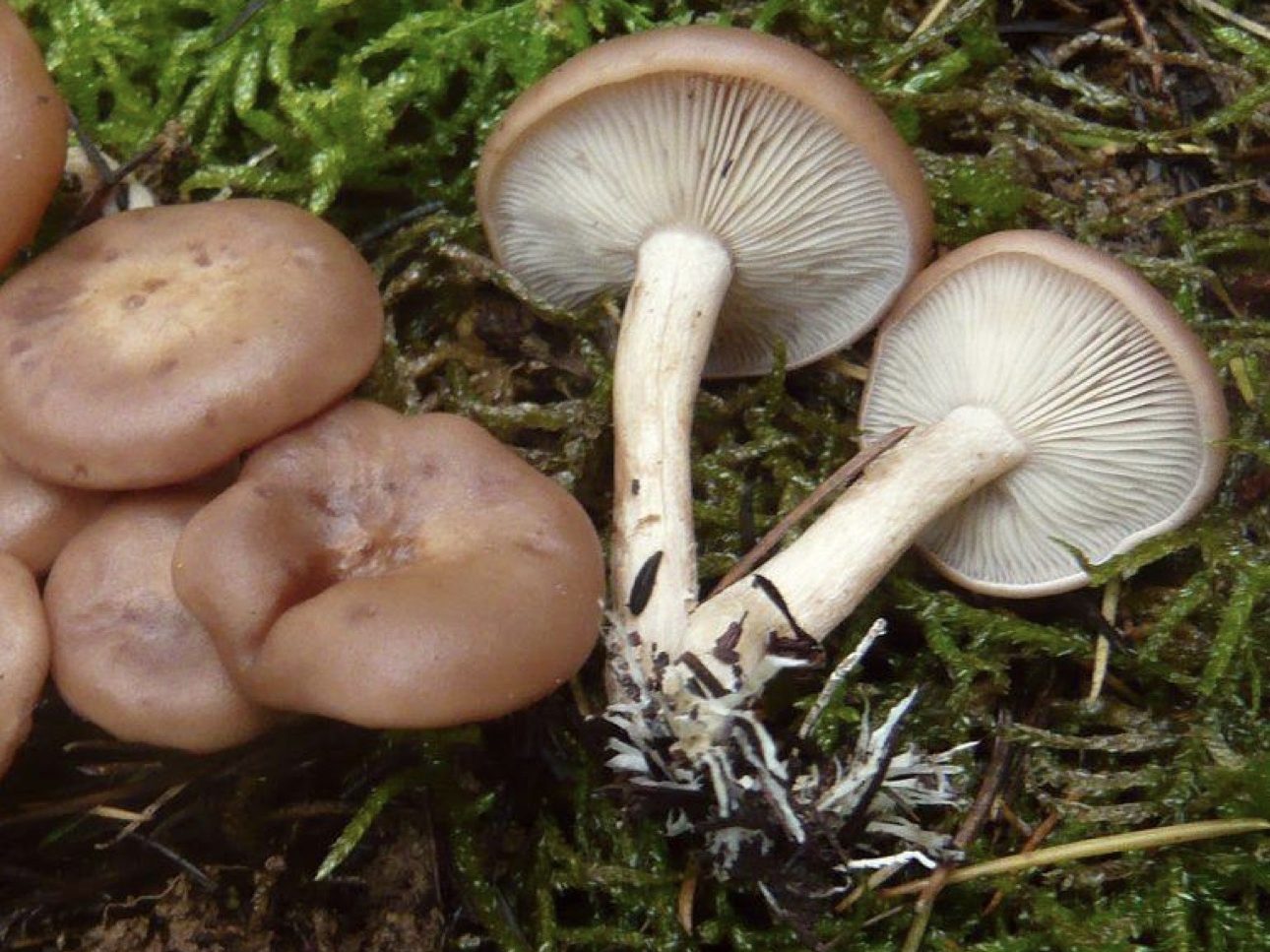Rhizocybe vermicularis