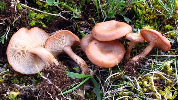Rhizocybe vermicularis