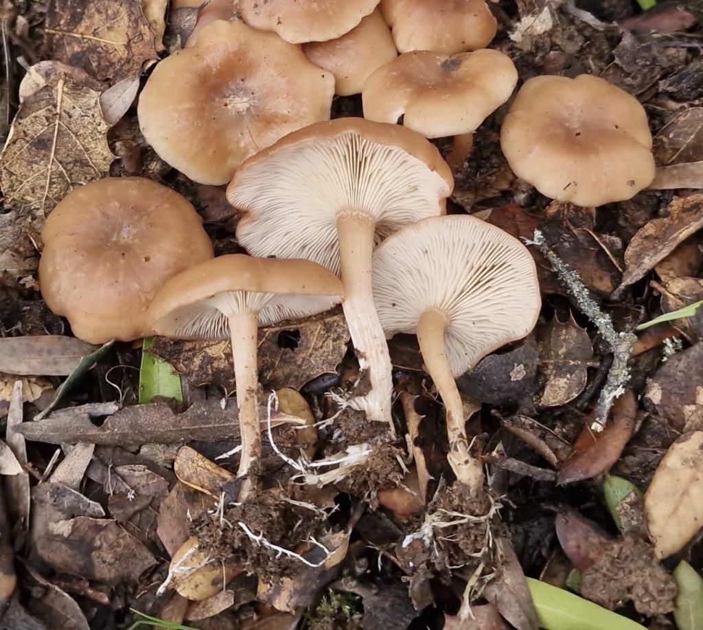 Rhizocybe vermicularis