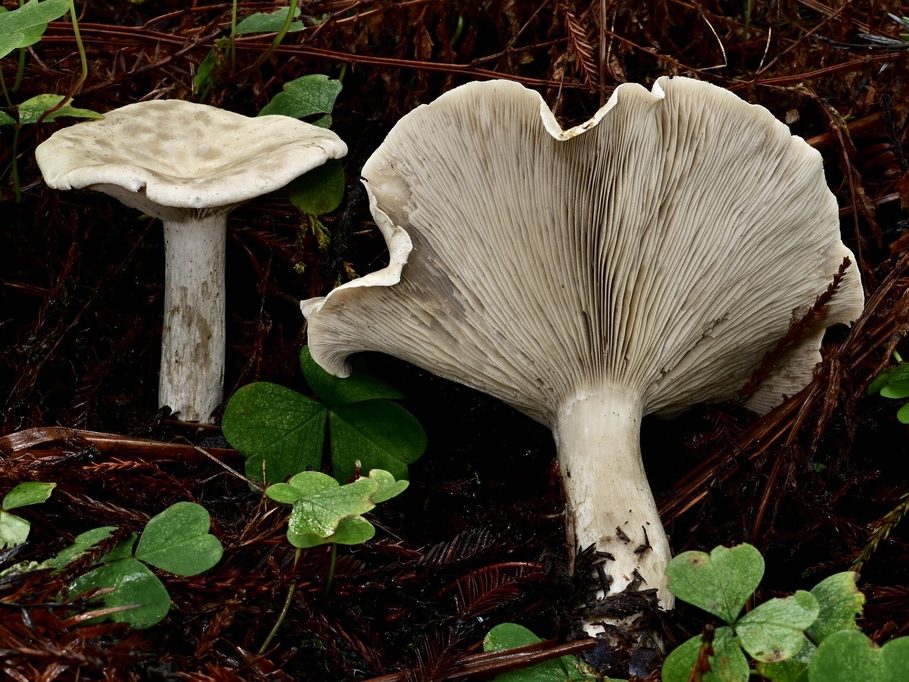 Harmajaea harperi