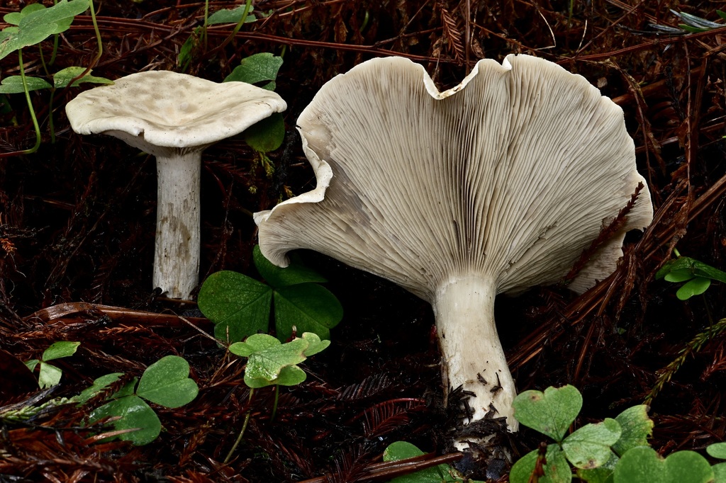 Harmajaea harperi