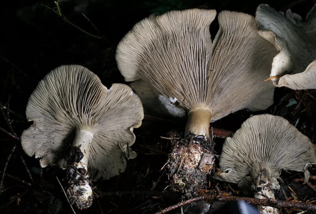 Harmajaea harperi