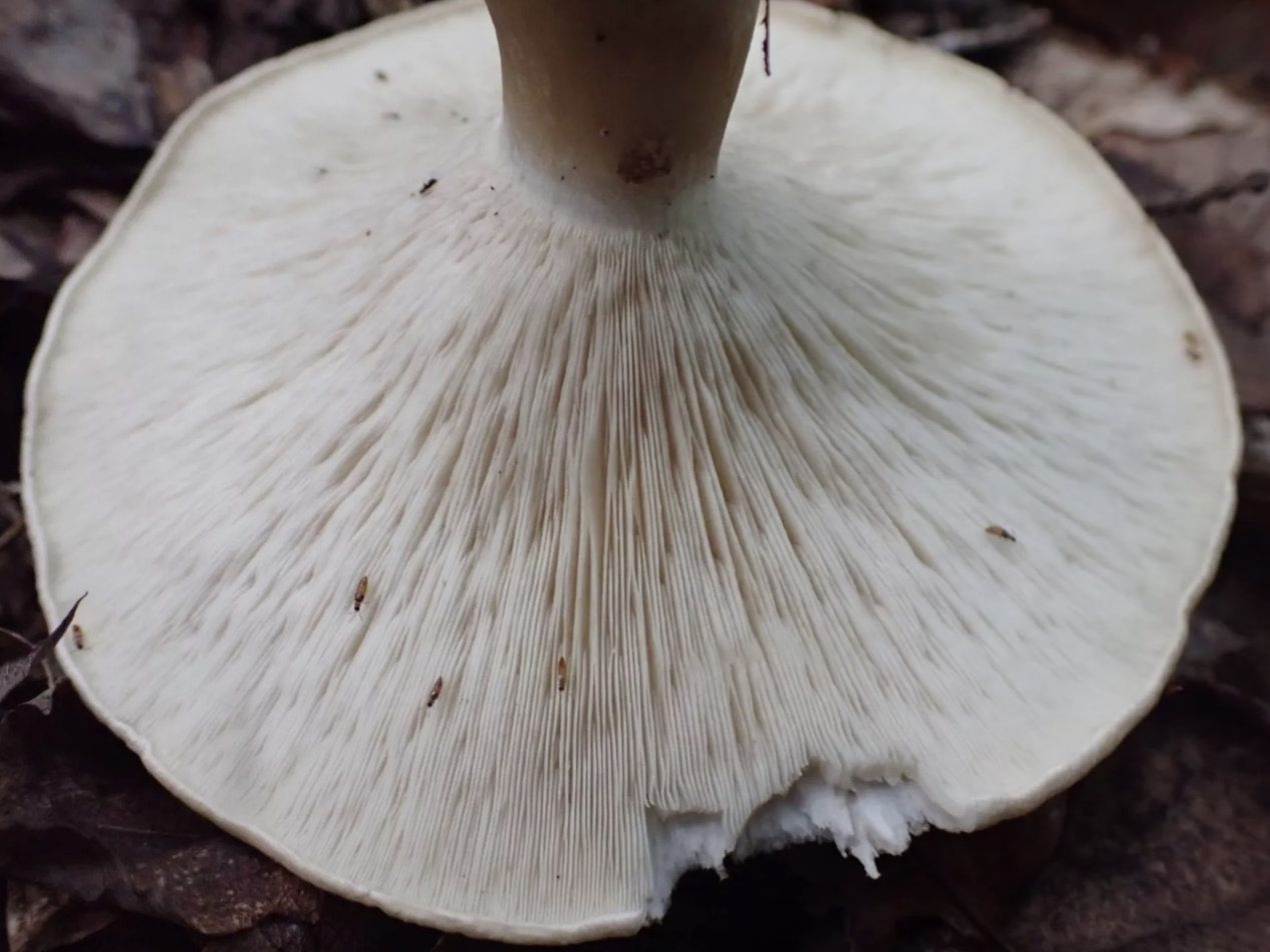 Harmajaea harperi