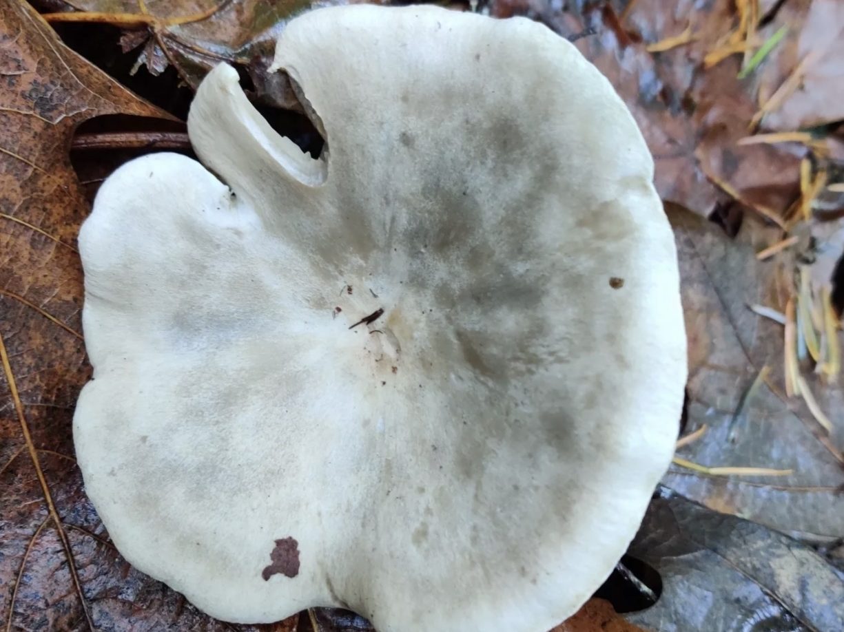 Harmajaea harperi