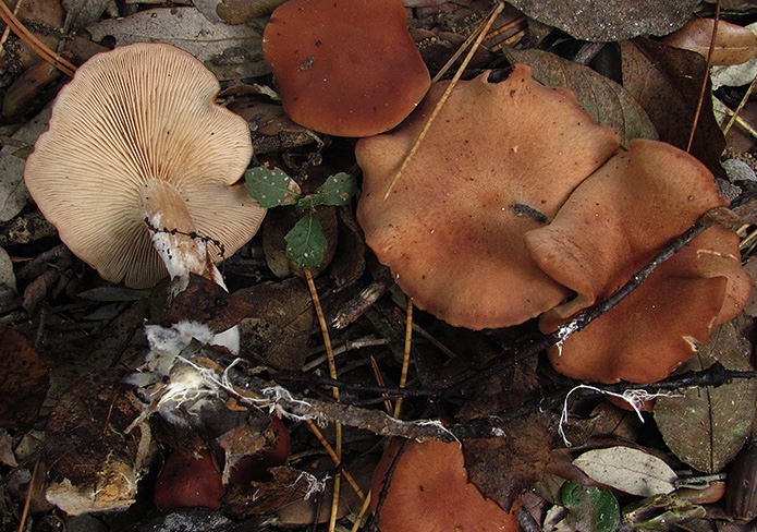 Rhodocybe fumanellii