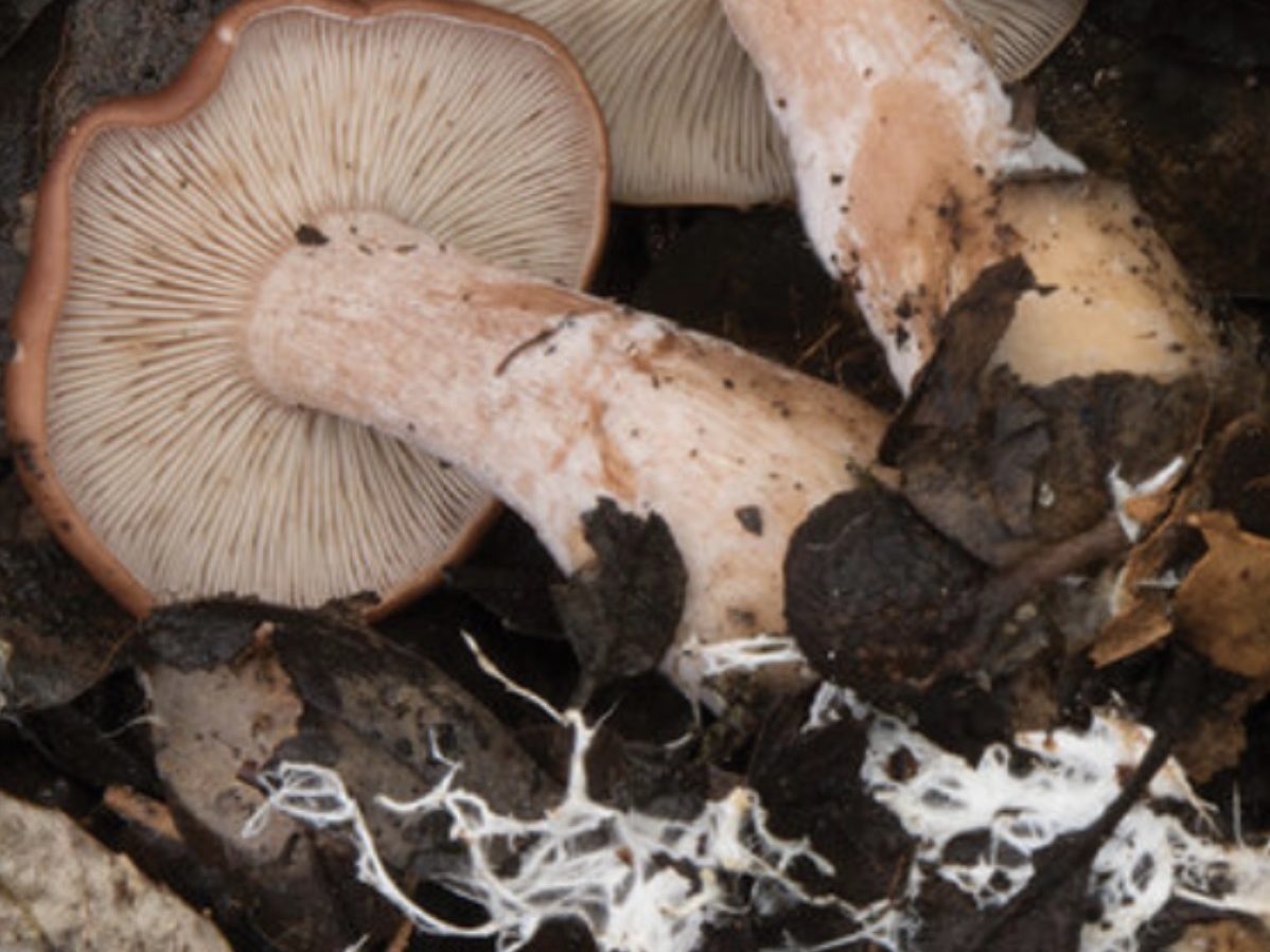 Rhodocybe fumanellii