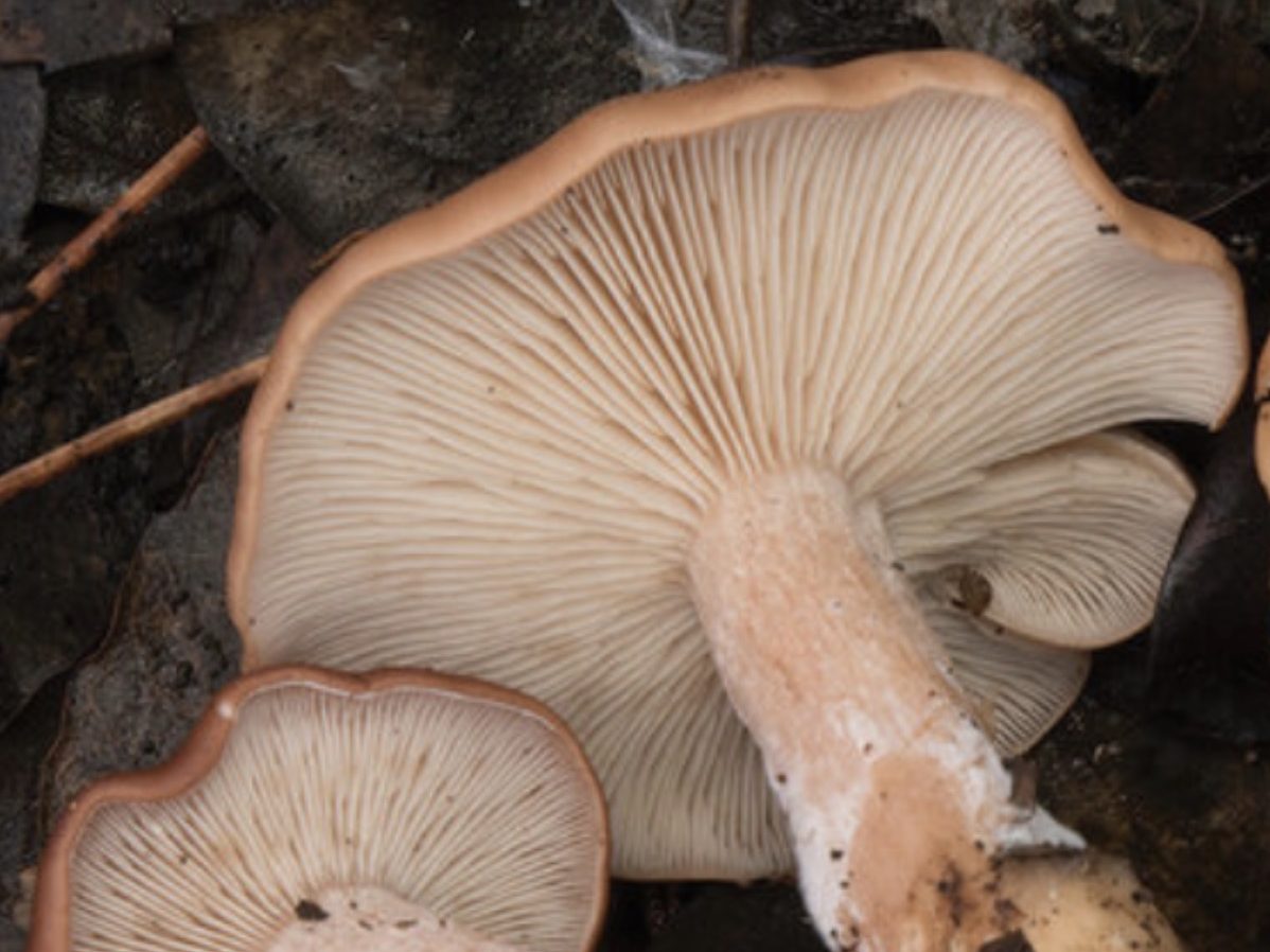 Rhodocybe fumanellii
