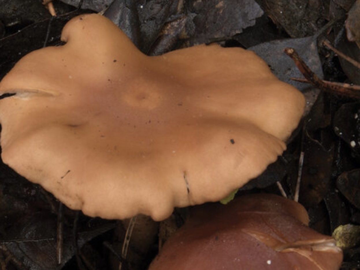 Rhodocybe fumanellii