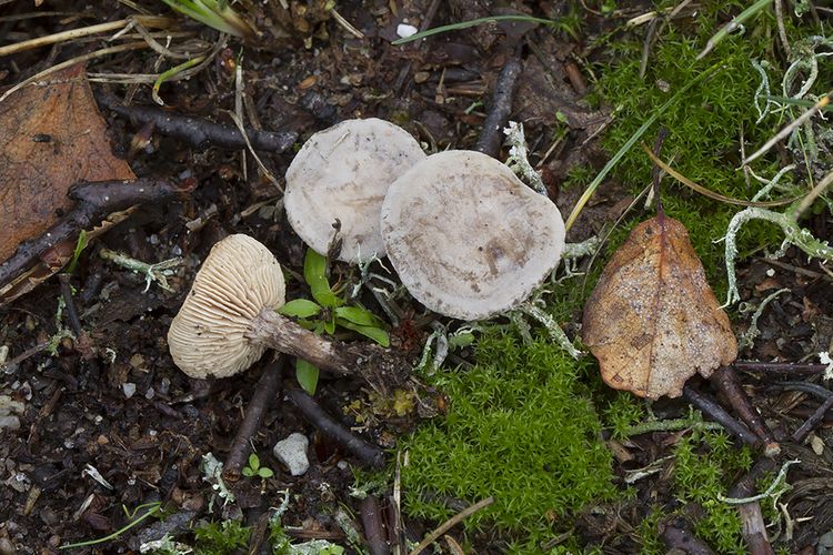 Rhodocybe tugrulii