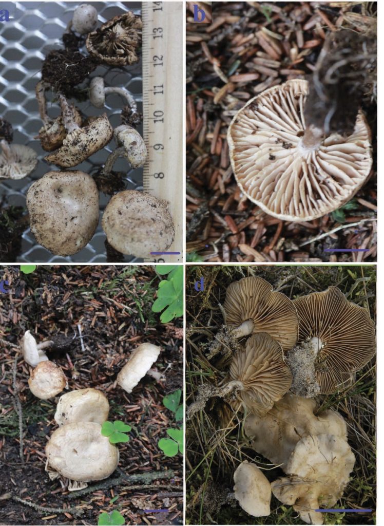 Rhodocybe tugrulii