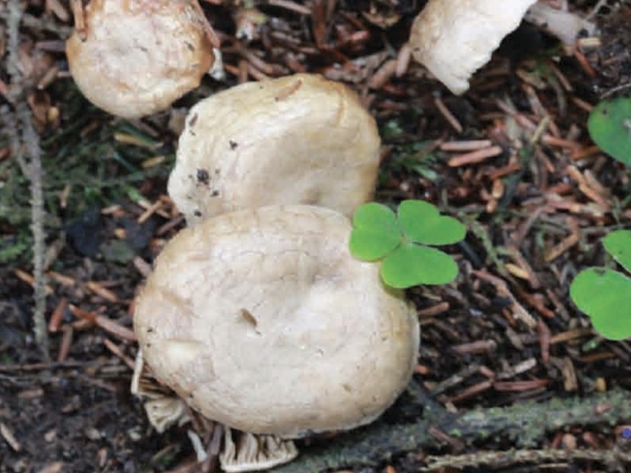 Rhodocybe tugrulii