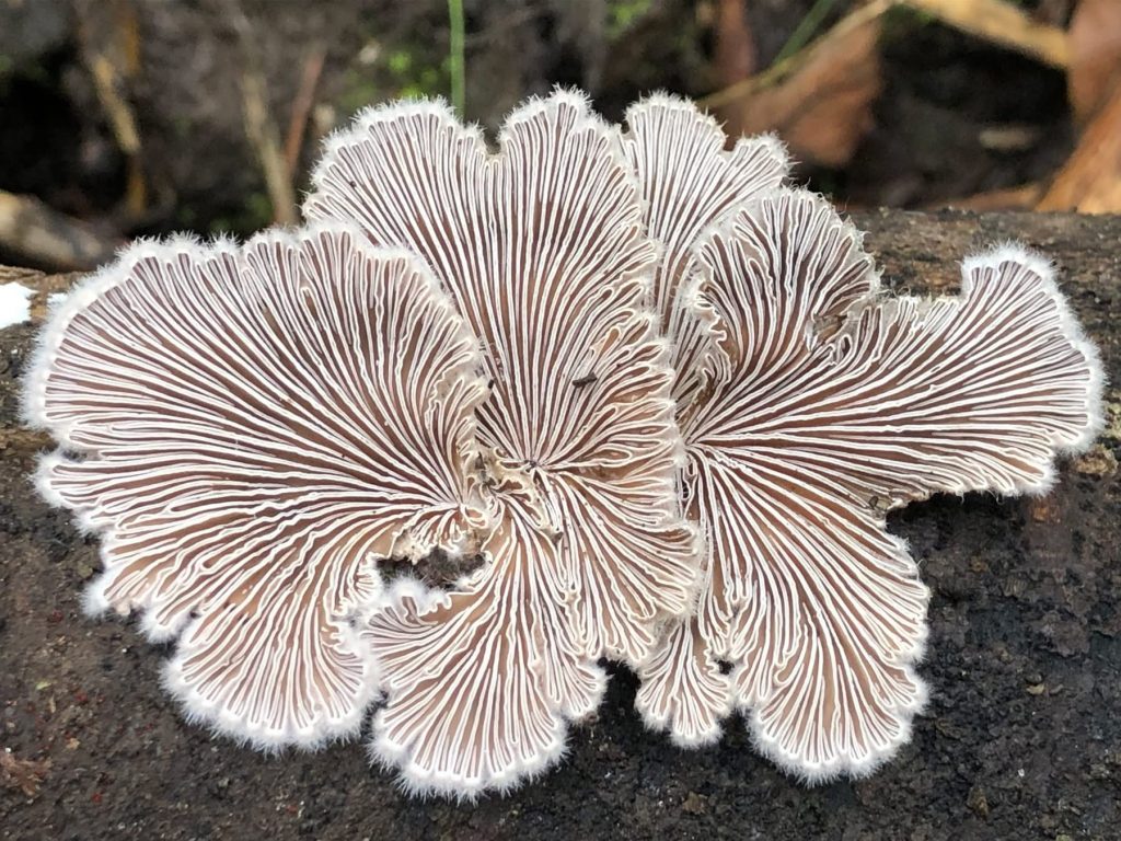 Schizophyllum commune Katil Mantar mı