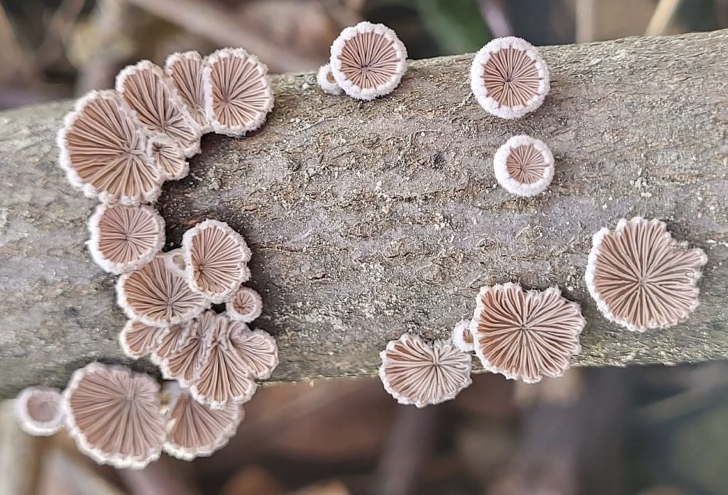 Schizophyllum commune Katil Mantar mı