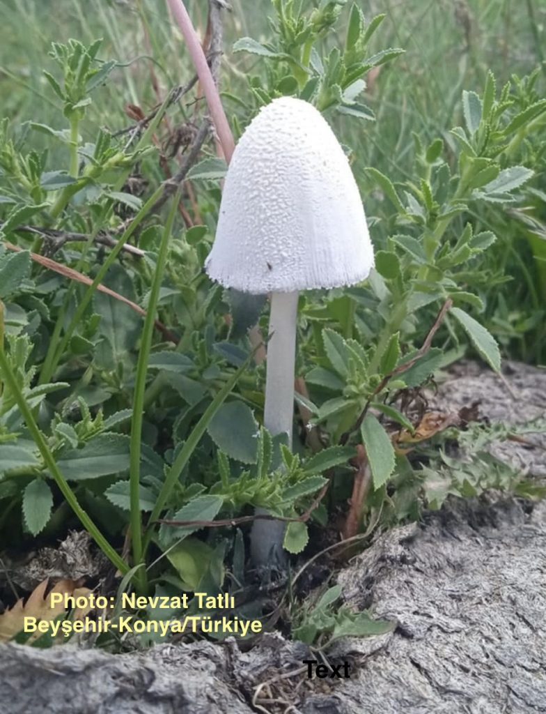 Coprinopsis nivea
