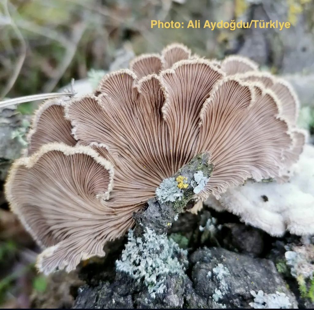 Schizophyllum commune Katil Mantar mı