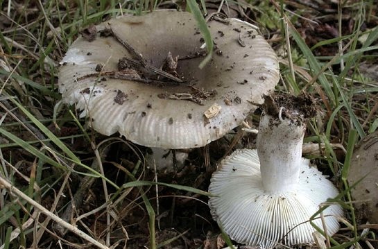 Russula amoenolens