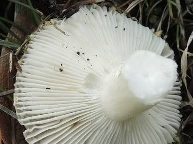 Russula amoenolens