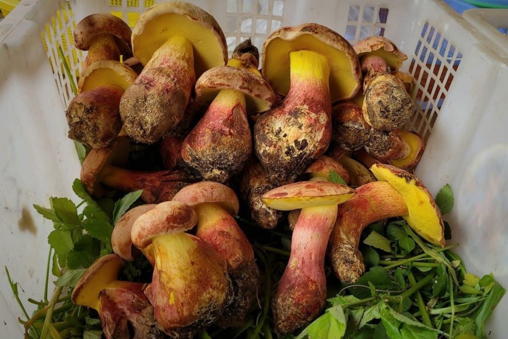 Lanmaoa asiatica