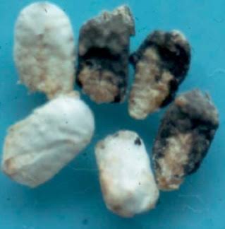 Ascosphaera apis