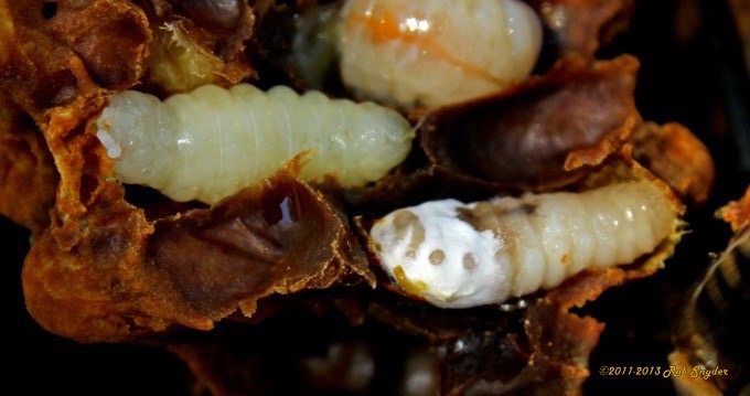 Ascosphaera apis