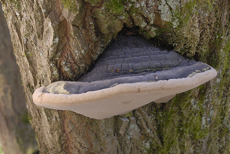 Phellinus igniarius