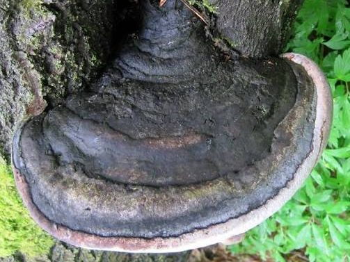 Phellinus igniarius