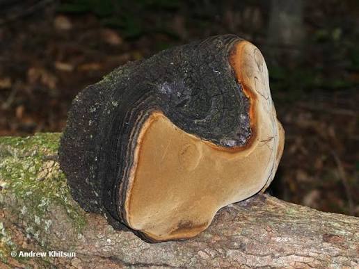 Phellinus igniarius