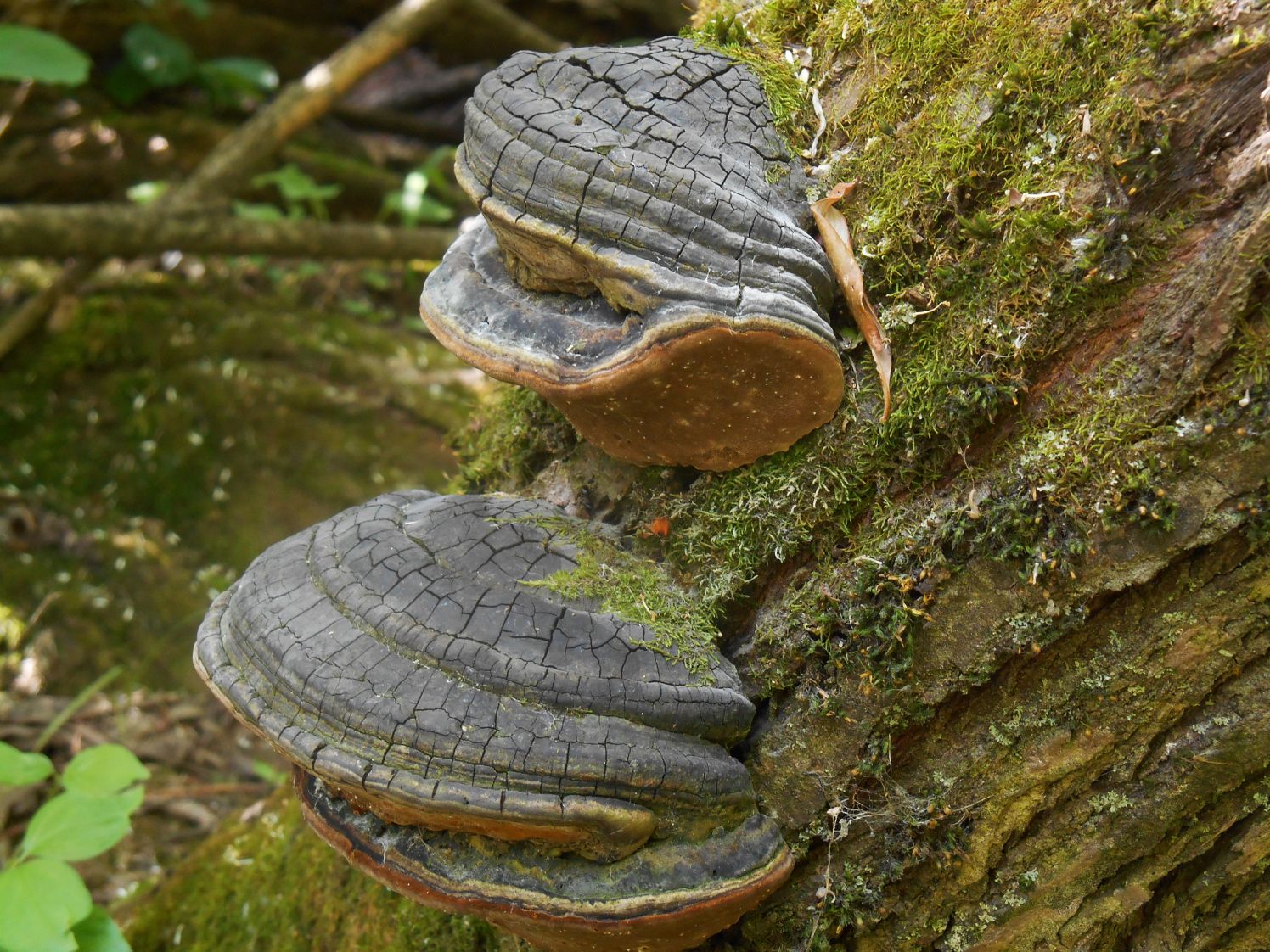 Phellinus igniarius