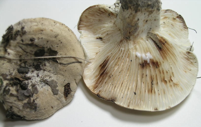 Lactifluus luteolus