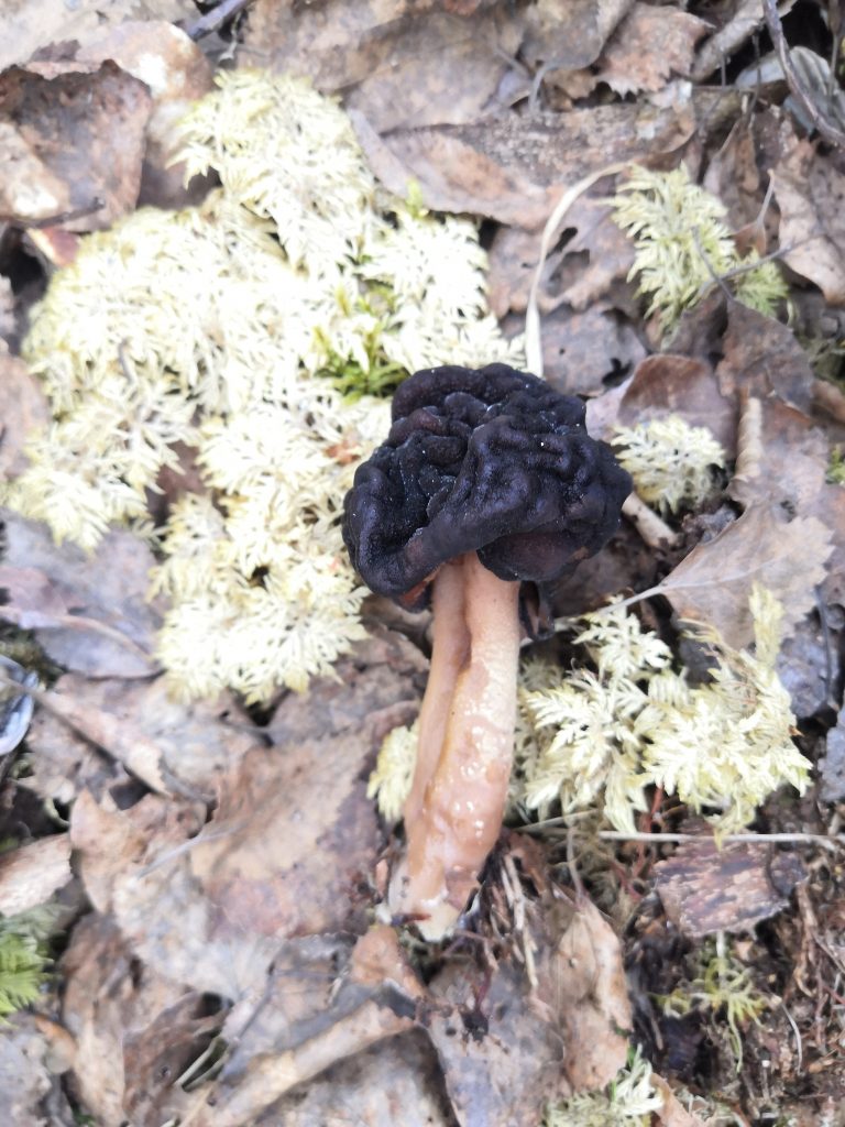 Gyromitra longipes