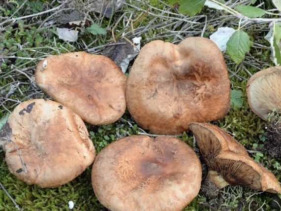 Paxillus ammoniavirescens
